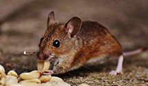 24 Hour & Emergency Exterminators in Livonia Center, NY